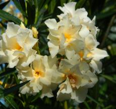 август - Nerium Oleander